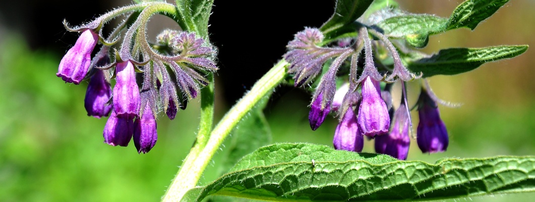 A Comfrey gyógyító tulajdonságai: Hogyan használjuk biztonságosan