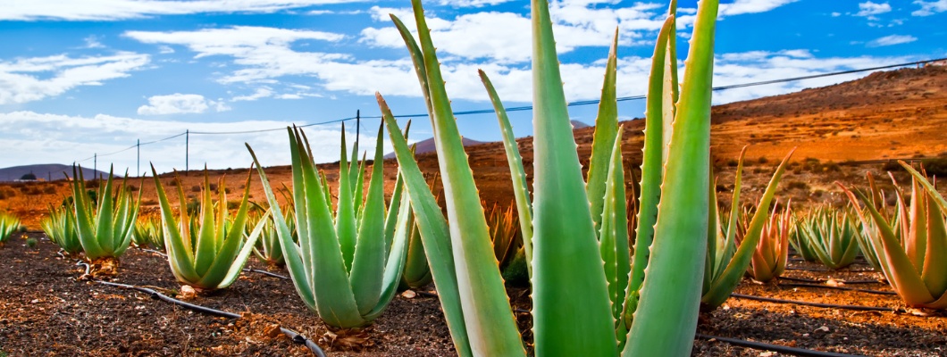 Miért az Aloe vera a világ egyik leghasznosabb növénye?