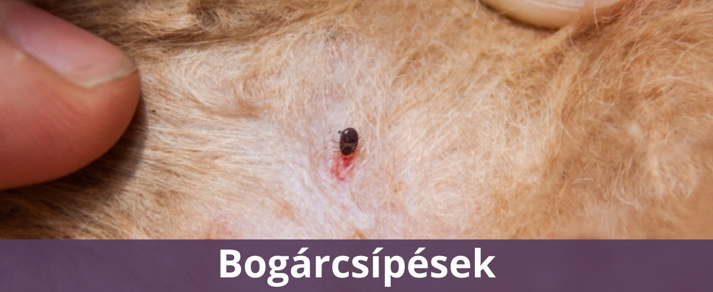 Bogárcsípés