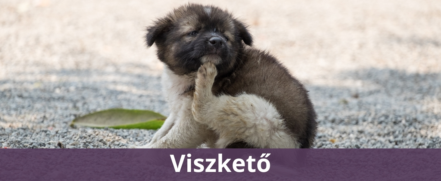 Viszkető