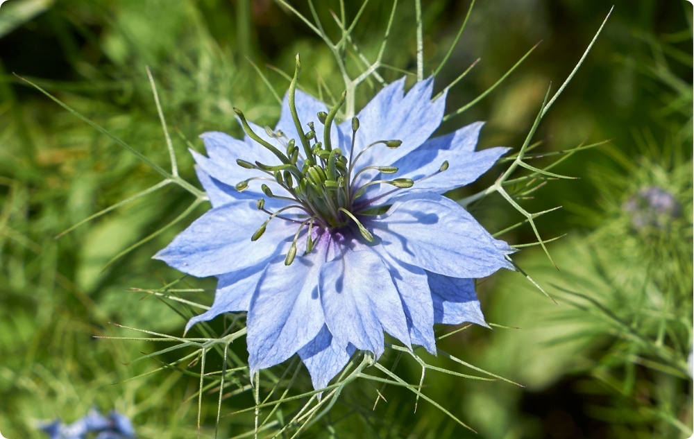 Miben segít a Feketekömény Hordozóolaja?