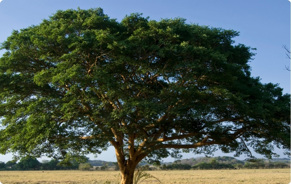 Miben segít a Copaiba Illóolaj?