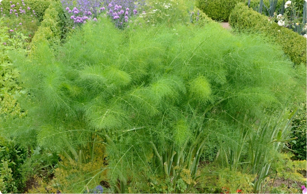 Miben segít a Kapor Illóolaj?