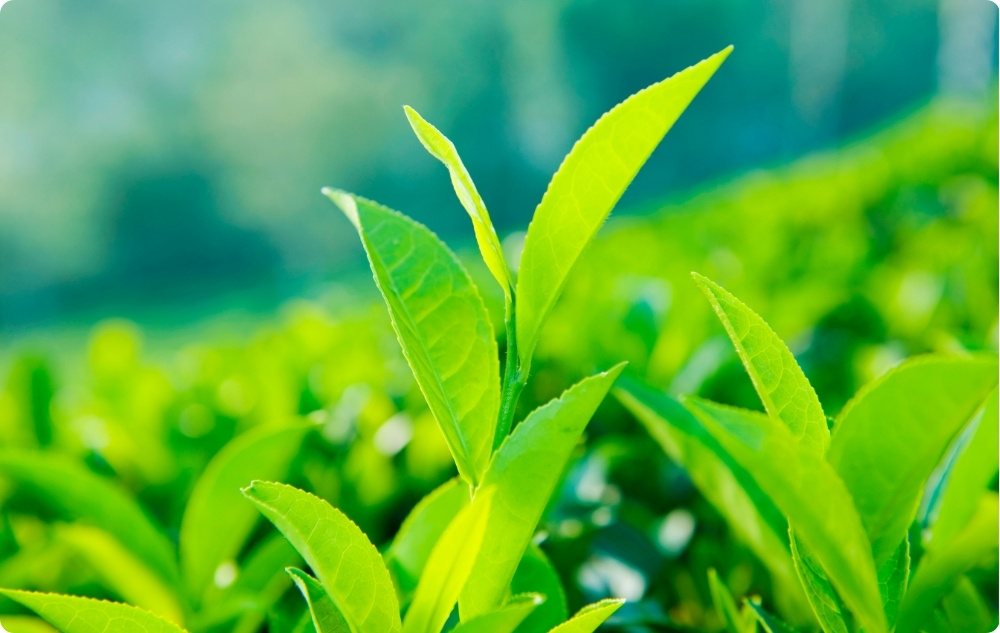 Zöld tea