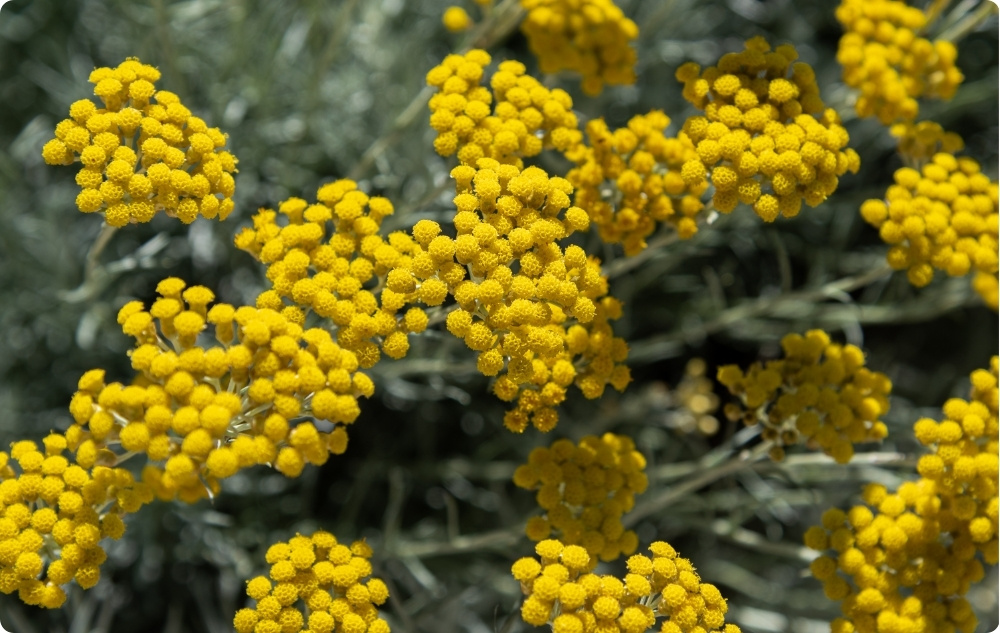Miben segít a Helichrysum Illóolaj?