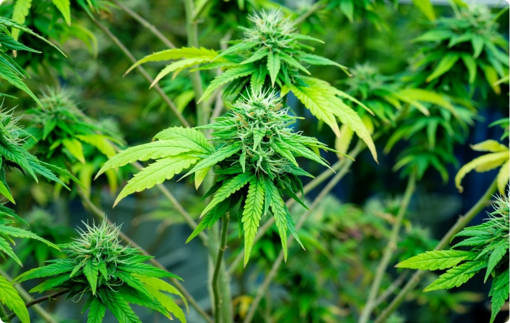 Miben segít a Kendermag Hordozóolaj?