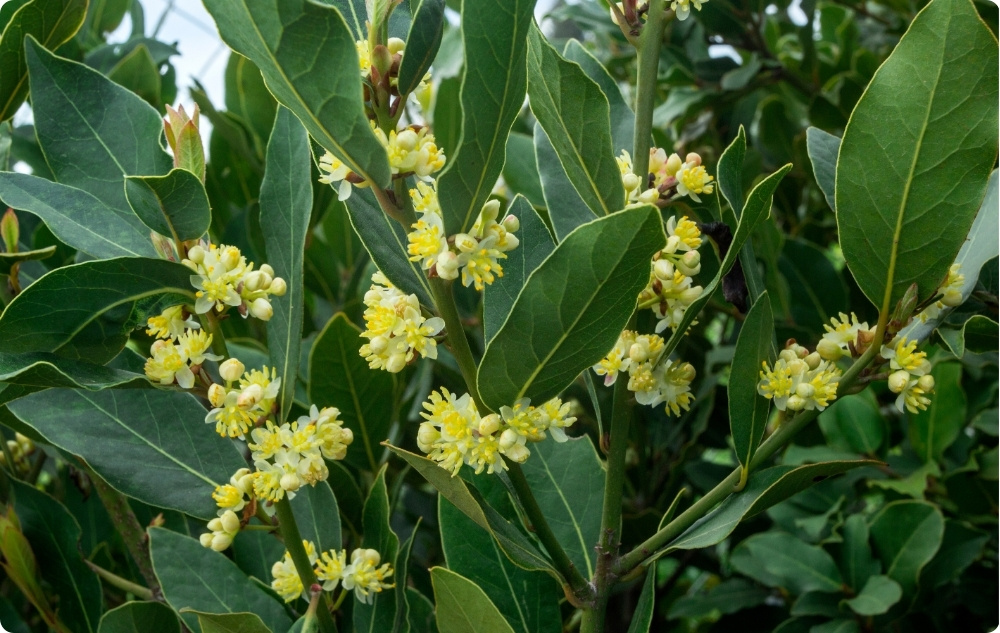 Miben segít a Babérlevél Illóolaj?