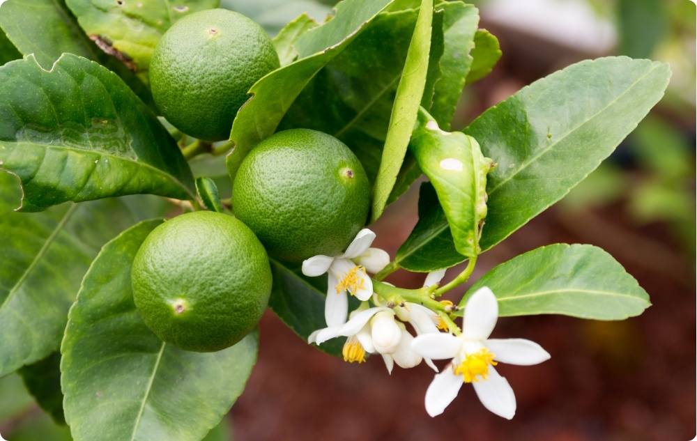 Miben segít a Lime Illóolaj?