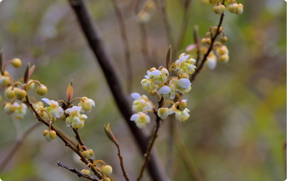 Miben segít a Litsea Cubeba Illóolaj?