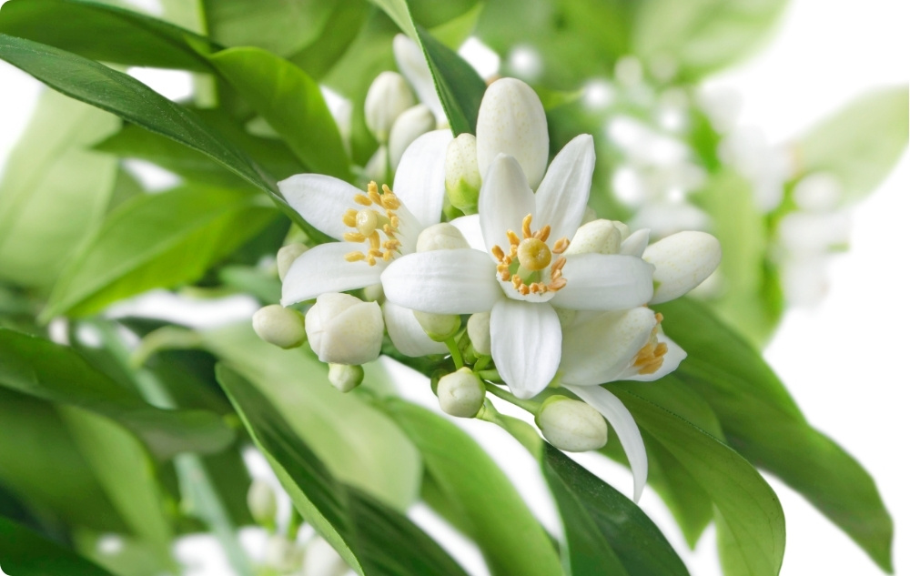 Miben segít a Neroli Illóolaj?