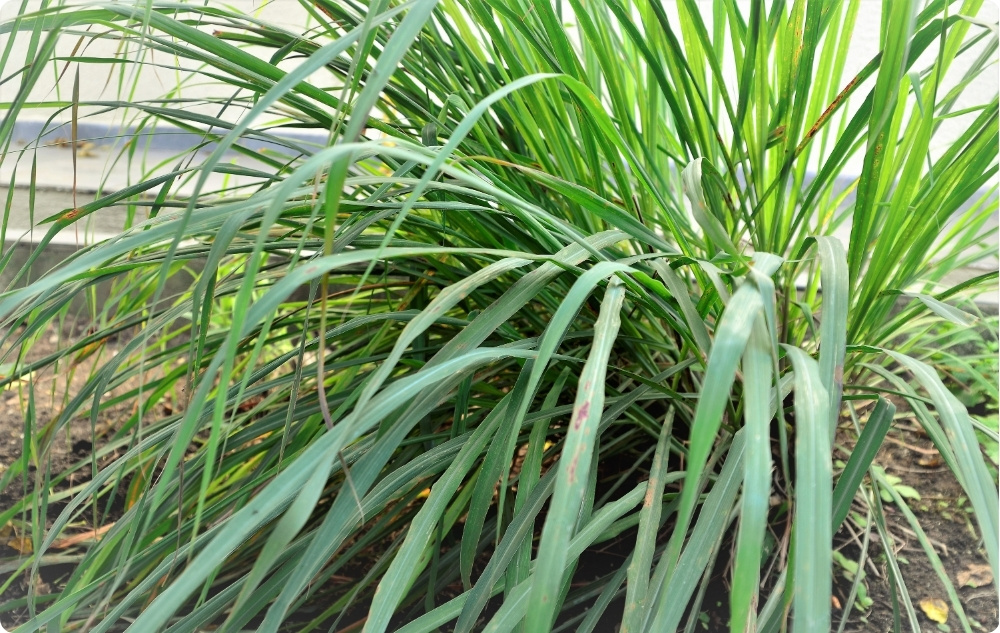 Miben segít a Pálmarózsa Illóolaj?