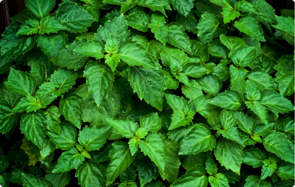 Miben segít a Pacsuli Illóolaj?