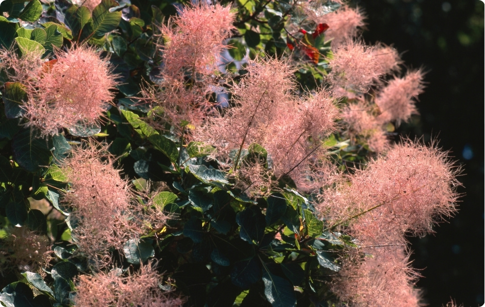 Miben segít a Cserszömörce Virágvíz?