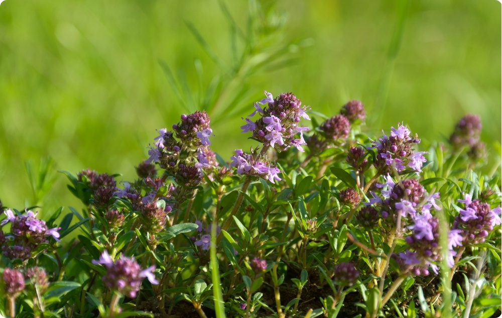 Miben segít a Kakukkfű Linalool Illóolaj?