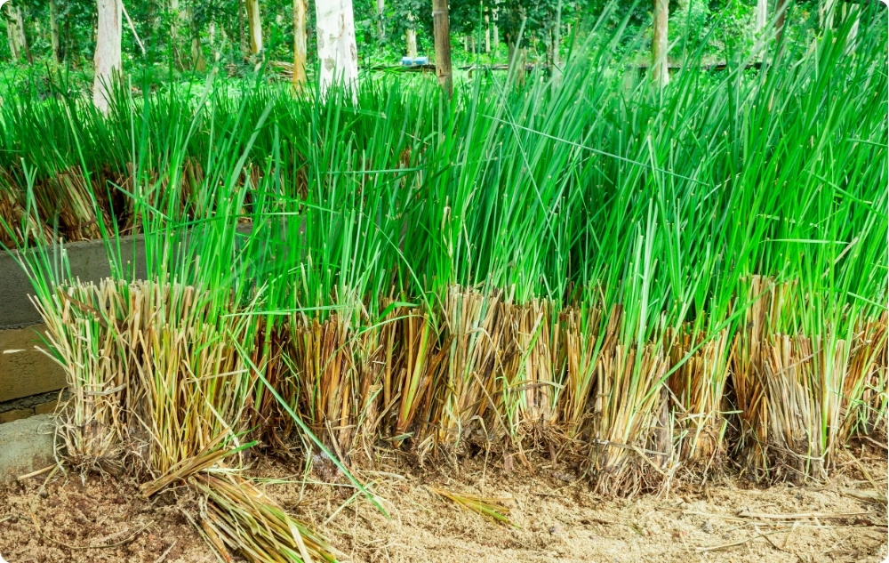 Miben segít a Vetiver Illóolaj?