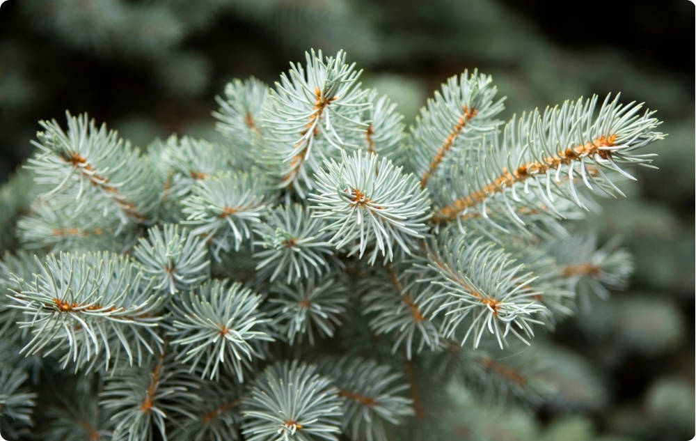 Miért választottuk az Édesmandula, a Fehér Fenyő és a Fehér Jegenyefenyő Illóolaj?
