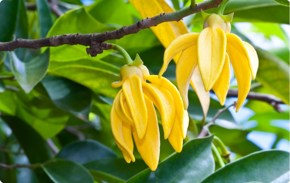 Miben segít az Ylang-ylang Illóolaj?