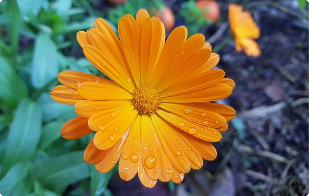 Égési és sebkenőcs Körömvirággal - 40ml