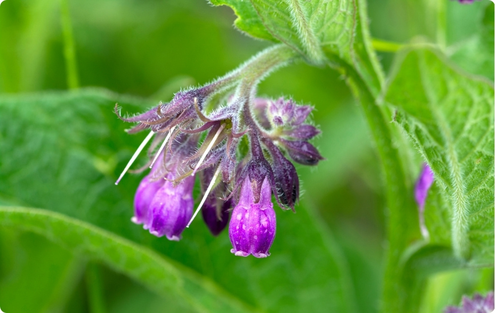 Comfrey Izom Kenőcs - 40ml