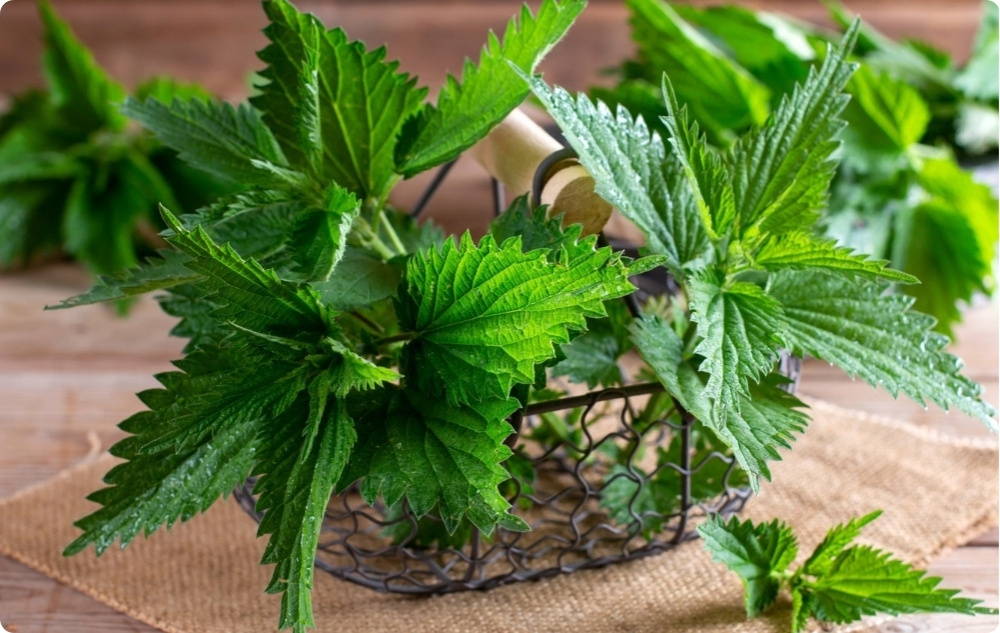 Comfrey és Csalán Izom Kenőcs - 40ml