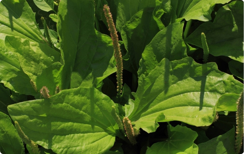 Viszketés elleni Kenőcs Útifüvel - 40ml